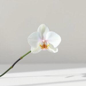 🌺 The Enchanting World of Orchids: A Comprehensive Guide