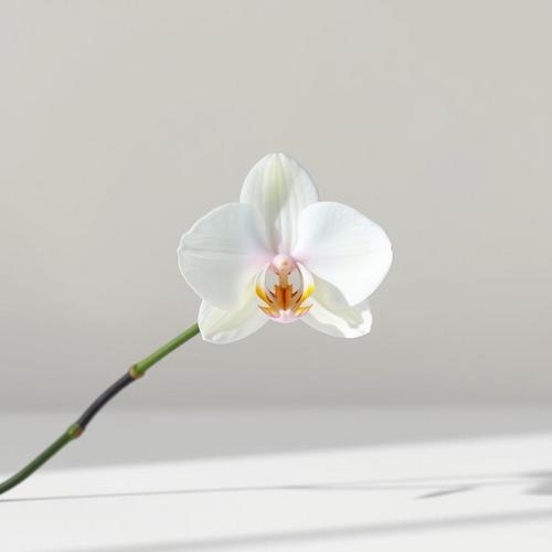 🌺 The Enchanting World of Orchids: A Comprehensive Guide