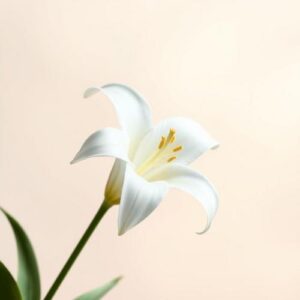 🌸 All About Lilies: The Perfect Gift Flower