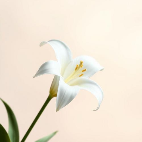 🌸 All About Lilies: The Perfect Gift Flower