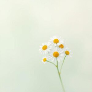 🌼 The Beauty and Symbolism of Daisies: A Comprehensive Guide