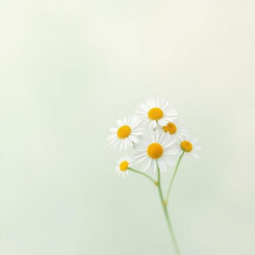 🌼 The Beauty and Symbolism of Daisies: A Comprehensive Guide