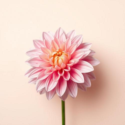 🌸 Discovering Dahlias: The Vibrant Blooms You Need in Your Garden