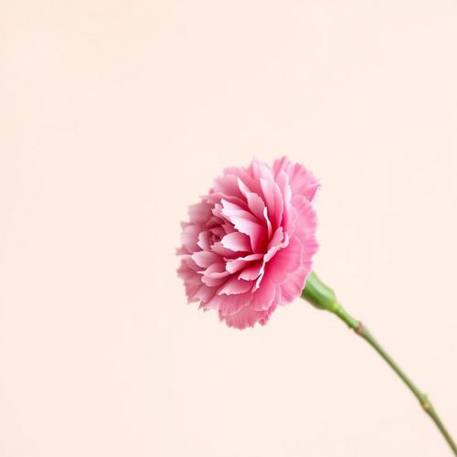 🌸 Carnations: The Timeless Flower for Every Occasion