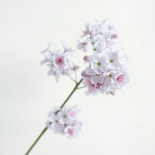 🌸 The Beauty and Significance of Lilacs: A Comprehensive Guide